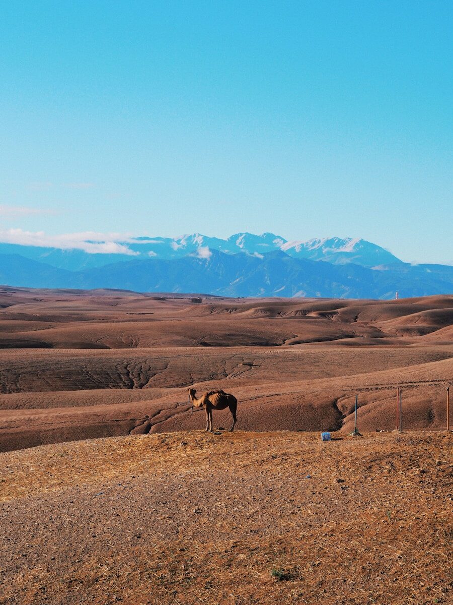 a horse standing in a field with mountains in the background