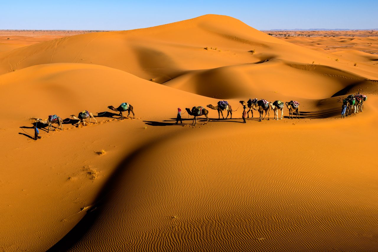 Home Camel caravan crossing dunes in Zagora, Morocco under a bright blue sky.